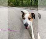 Dexter - Male Mutt Dog for Adoption - Small photo