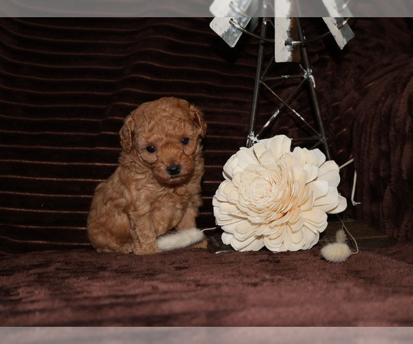 Medium Photo #2 Poodle (Toy) Puppy For Sale in GIRARD, KS, USA