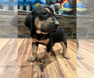 Labralas Puppy for sale in LAKEVILLE, MN, USA