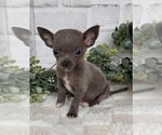 Small #22 Chihuahua