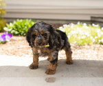Image preview for Ad Listing. Nickname: Marley