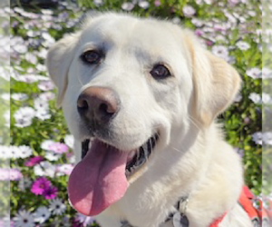Labrador Retriever-Unknown Mix Dogs for adoption in San Ramon, CA, USA