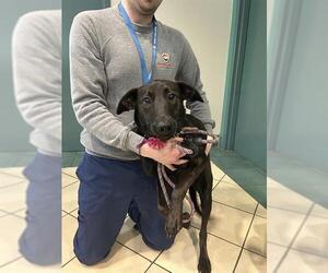 Labrador Retriever-Unknown Mix Dogs for adoption in Newton, NC, USA