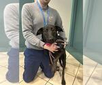 Small Labrador Retriever Mix