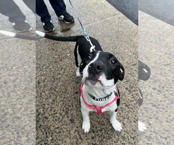 Medium Photo #4 Mutt Puppy For Sale in Rockville, MD, USA