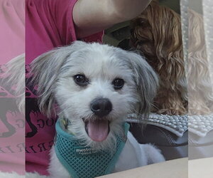 ShiChi Dogs for adoption in Columbus, IN, USA
