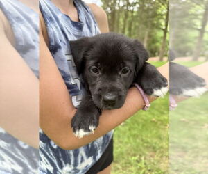 Golden Labrador Dogs for adoption in Aurora, IN, USA