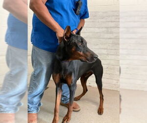 Doberman Pinscher Dogs for adoption in San Bernardino, CA, USA