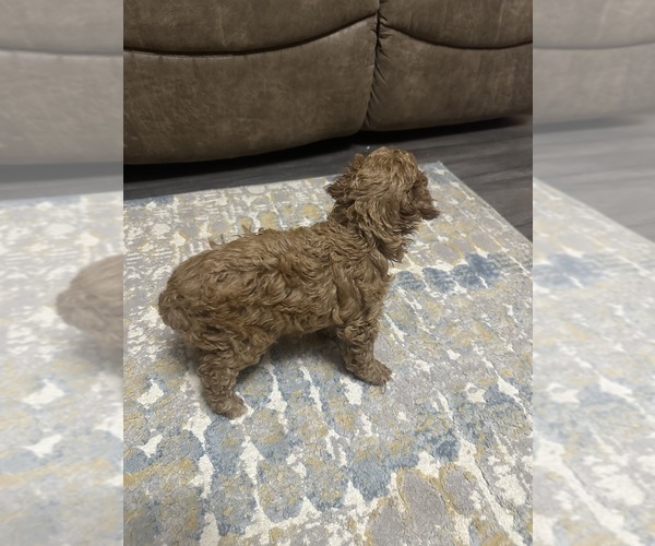 Medium Photo #6 Poodle (Miniature) Puppy For Sale in AKELEY, MN, USA