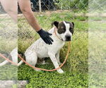 Small #3 Staffordshire Bull Terrier Mix