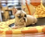Small #11 French Bulldog