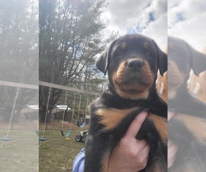 Rottweiler Puppy for sale in GENEVA, NY, USA