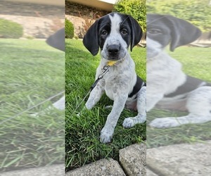 Australian Shepherd-German Shorthaired Pointer Mix Puppy for sale in PALOS HILLS, IL, USA