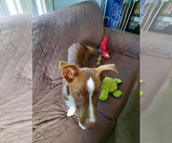 Medium Photo #3 Border Collie-Unknown Mix Puppy For Sale in Plymouth, MN, USA