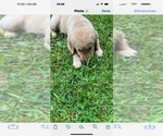 Small Photo #1 Golden Retriever Puppy For Sale in FORT WORTH, TX, USA
