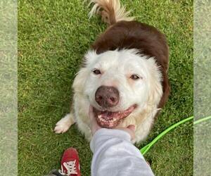 Border Collie-Unknown Mix Dogs for adoption in Plover, WI, USA