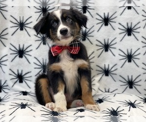 Australian Shepherd Puppy for sale in LAKELAND, FL, USA