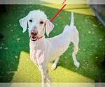 Small Poodle (Standard)