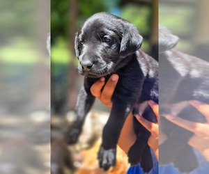 Labrador Retriever Puppy for sale in LOVELADY, TX, USA