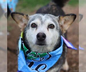 Siberian Husky-Unknown Mix Dogs for adoption in San Antonio, TX, USA