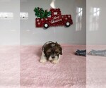Small Photo #2 Zuchon Puppy For Sale in MOUNT PLEASANT, MI, USA