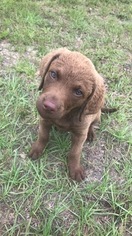 Chesapeake Bay Retriever Puppy for sale in COLUMBIA, SC, USA