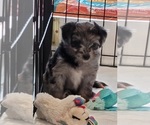 Puppy 1 Aussiedoodle Miniature 