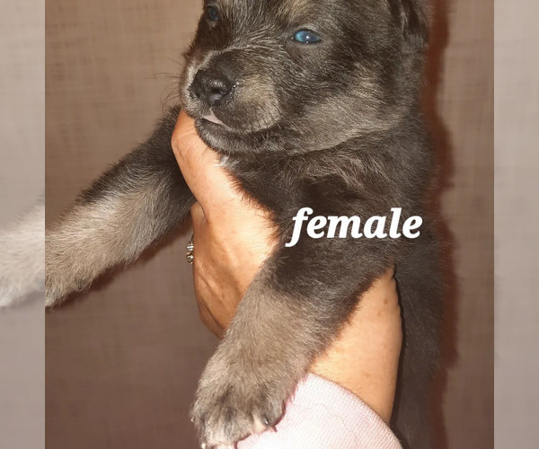 Medium Photo #3 Pomsky Puppy For Sale in HUDSON, FL, USA