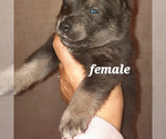 Small Photo #3 Pomsky Puppy For Sale in HUDSON, FL, USA