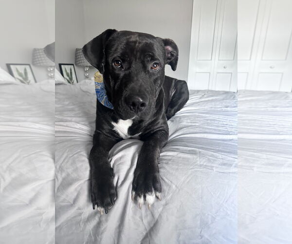 Medium Photo #2 Labrador Retriever-Unknown Mix Puppy For Sale in Miami, FL, USA