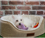 Small #4 Poodle (Toy)-West Highland White Terrier Mix