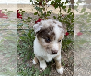 Miniature Australian Shepherd Puppy for sale in ELBERT, CO, USA