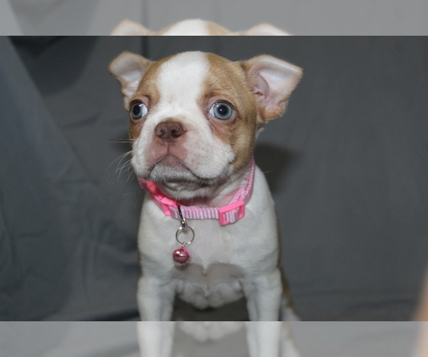 Medium Photo #3 Boston Terrier Puppy For Sale in BROOKSVILLE, FL, USA