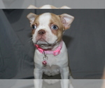 Small #2 Boston Terrier