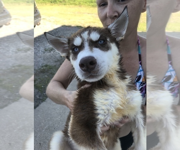Medium Photo #15 Siberian Husky Puppy For Sale in KELLYVILLE, OK, USA