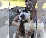 Small Photo #15 Siberian Husky Puppy For Sale in KELLYVILLE, OK, USA