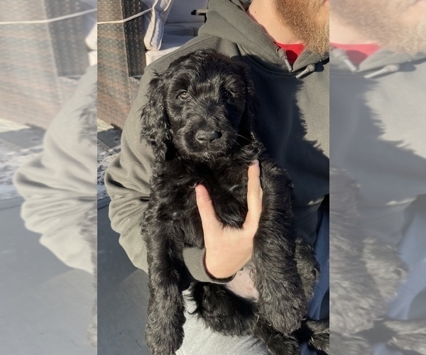 Medium Photo #1 Goldendoodle Puppy For Sale in RICHLAND, WA, USA