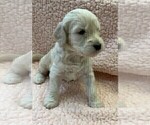 Small Photo #2 Goldendoodle Puppy For Sale in OVIEDO, FL, USA