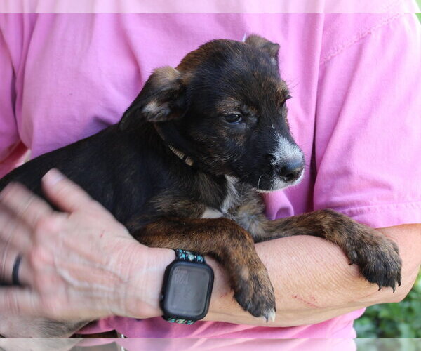 Medium Photo #2 Mutt Puppy For Sale in Prattville, AL, USA
