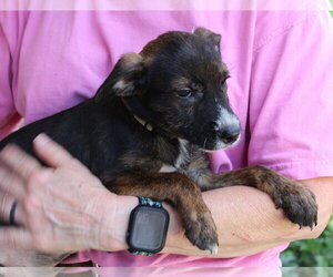 Mason 44382 - Male Mutt Dog for Adoption - Photo #2