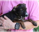 Small Photo #2 Mutt Puppy For Sale in Prattville, AL, USA