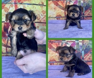 Yorkshire Terrier Puppy for Sale in DULUTH, Georgia USA