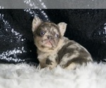 Small #9 French Bulldog