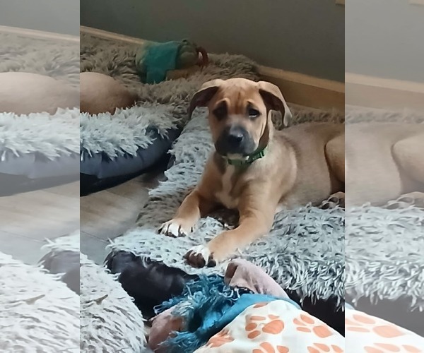 Medium Photo #5 Boxer-Unknown Mix Puppy For Sale in Burnsville, MN, USA