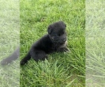 Small #4 German Shepherd Dog