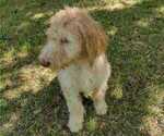 Small Photo #3 Poodle (Standard) Puppy For Sale in AND, SC, USA