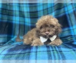 Small #8 ShihPoo