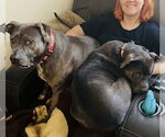 Small #2 American Pit Bull Terrier