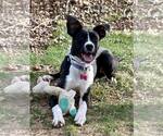 Small #7 Border Collie Mix
