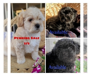 Lhasa-Poo Puppy for Sale in PHOENIX, Arizona USA